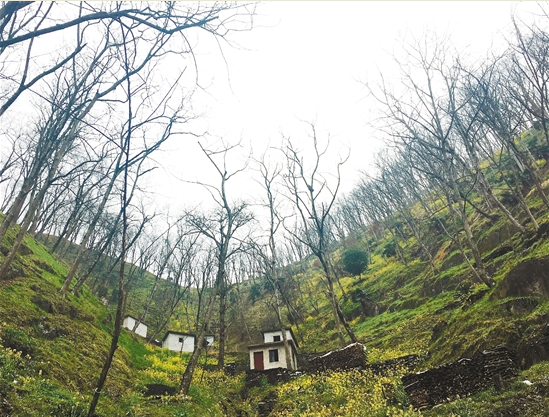 拿什么拯救你，我的山核桃&mdash;&mdash;臨安山核桃產業(yè)調查（下）