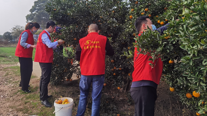 &ldquo;桔&rdquo;手之勞 暖心助農(nóng) 華都股份衢州黨支部開展愛心公益活動