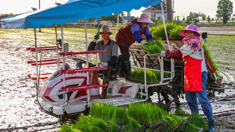 應(yīng)對高溫&ldquo;烤&rdquo;驗(yàn) 浙農(nóng)全力保障&ldquo;三夏&rdquo;生產(chǎn)