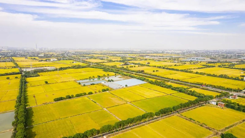 AI賦能春耕生產(chǎn)  海寧馬橋萬畝方項目獲《新聞聯(lián)播》報道