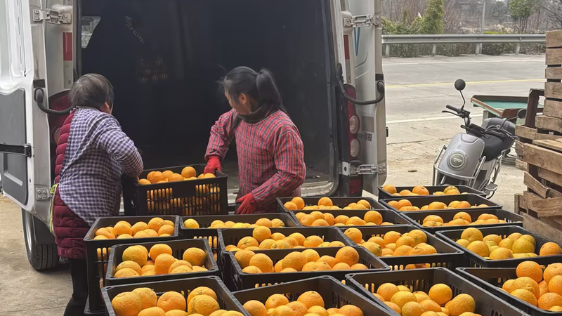 愛(ài)普優(yōu)選暖心助農(nóng) 解建甌甜桔柚滯銷難題